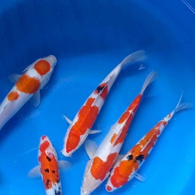 Kohaku Sanke 5Ekor