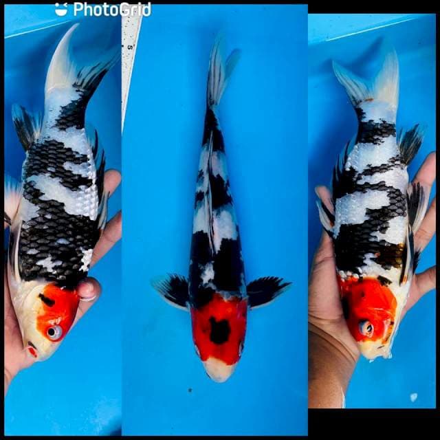Tancho showa 26cm 