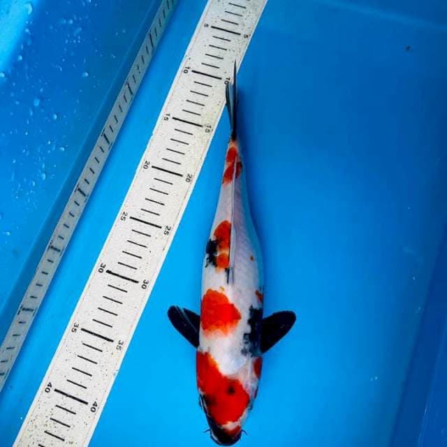 Showa 29cm
