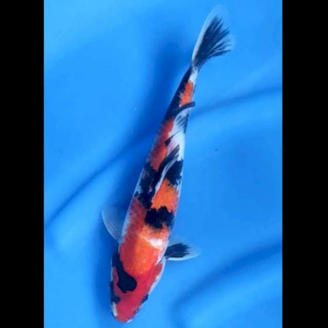 7. Hi Showa Jantan // 27 cm