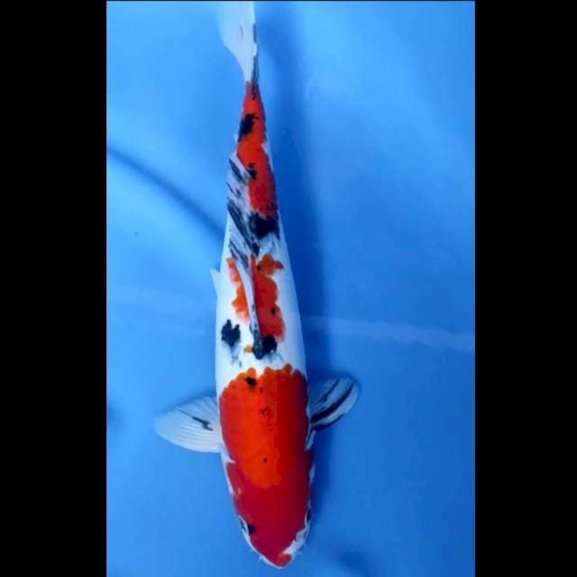 10. Sanke Jantan // 35 cm