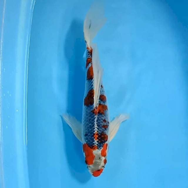 Kumpay kujaku strong male 41cm