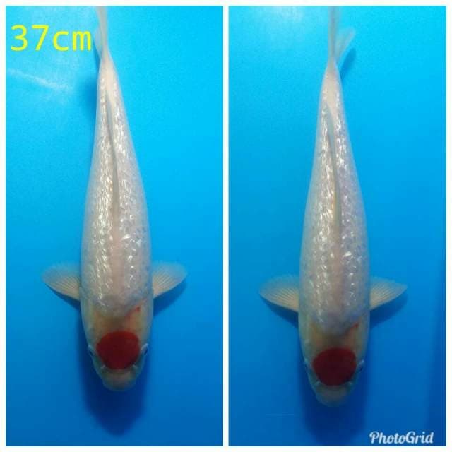 Tanco kohaku gindrin