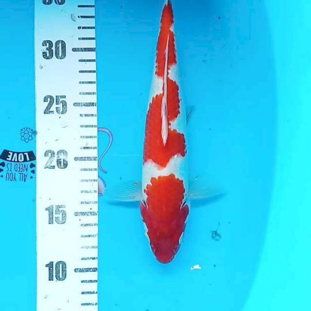 Kohaku 28cm
