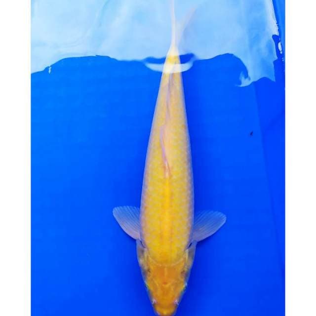 Karasi 33 cm punuk