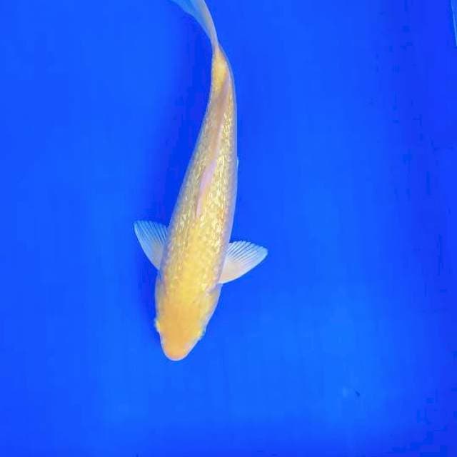 Karashi ginrin 30 cm bulky punuk