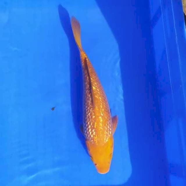 Chagoi tembaga 27cm ginrin bulky punuk