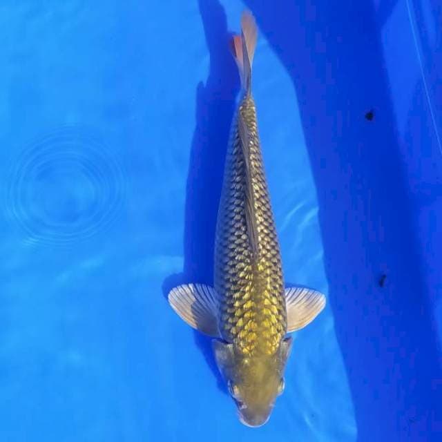 Midorigoi 27 cm ginrin punuk