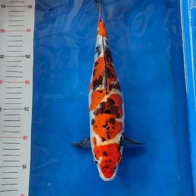 Showa doitsu 36cm