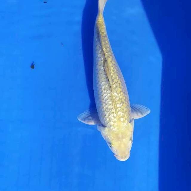 Midorigoi 26 cm ginrin punuk