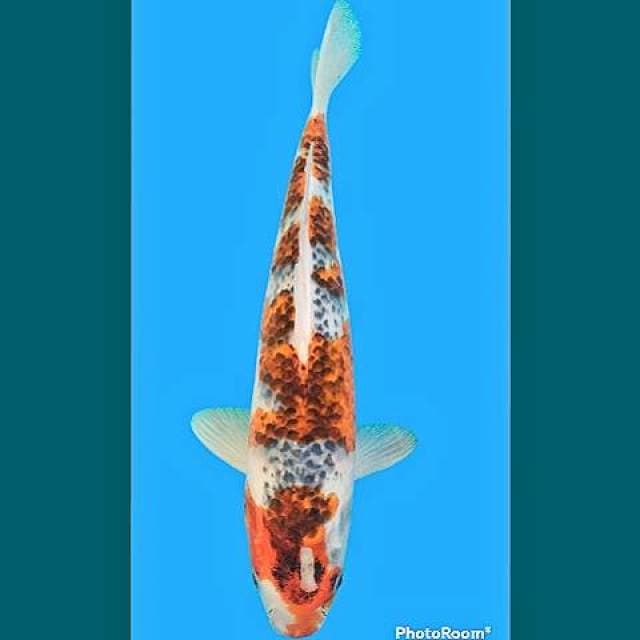 Goshiki 36cm