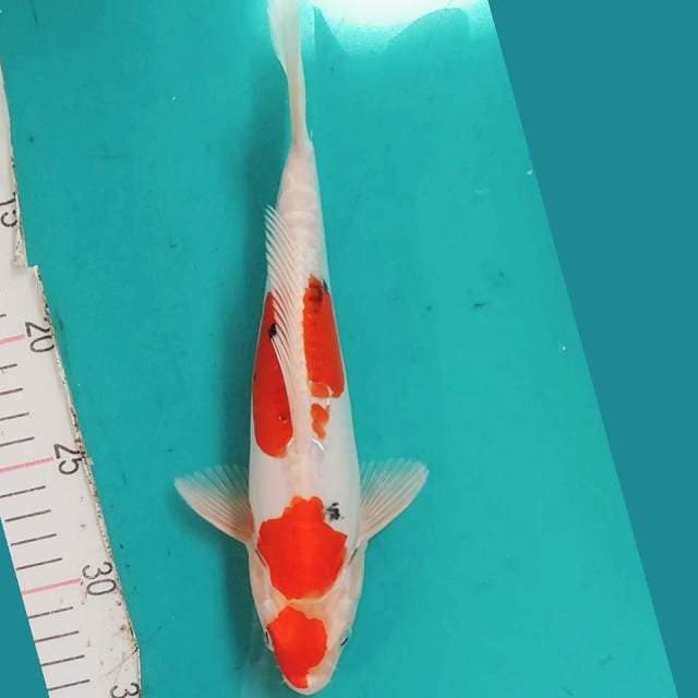 Maruten Sanke 26cm