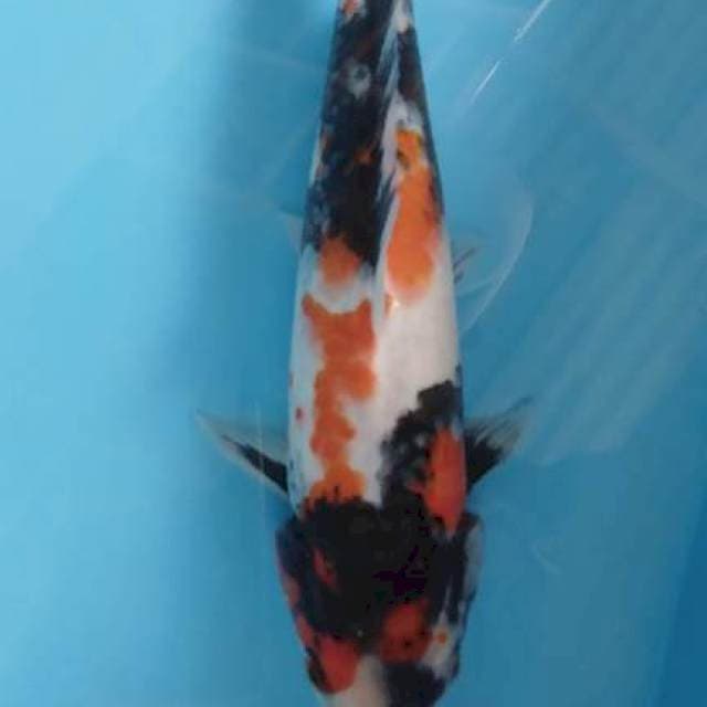 Showa male 28