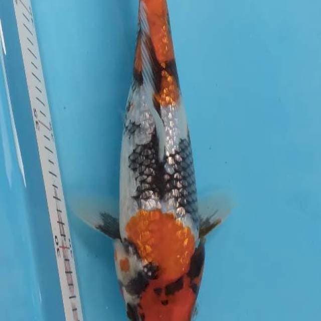 Showa ginrin 20 cm