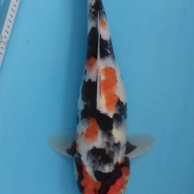 Showa female 27