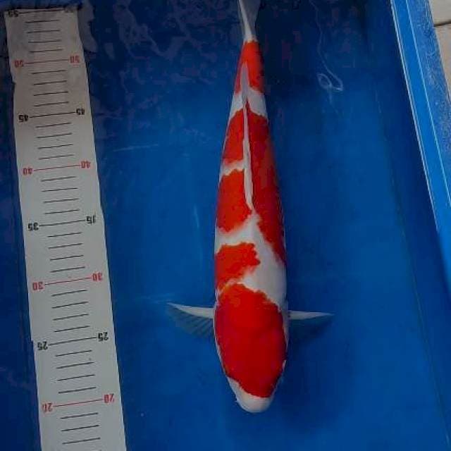 Kohaku strong 40cm Male