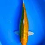 Yamabuki Ogon Jumbo super 51,5cm