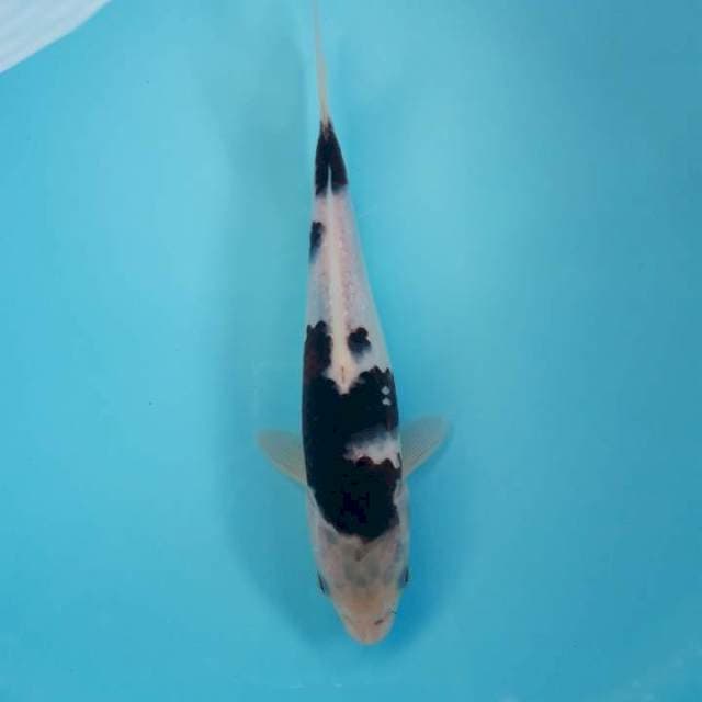 Buddo Goromo 26cm
