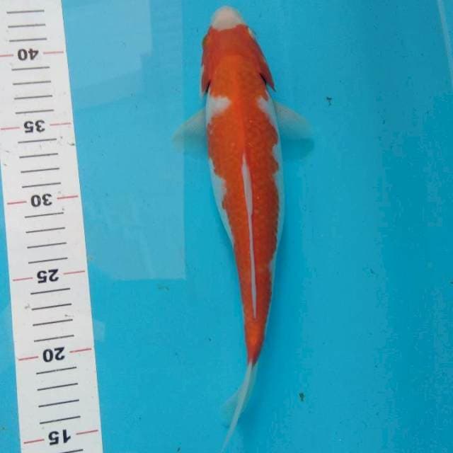 kohaku 29cm