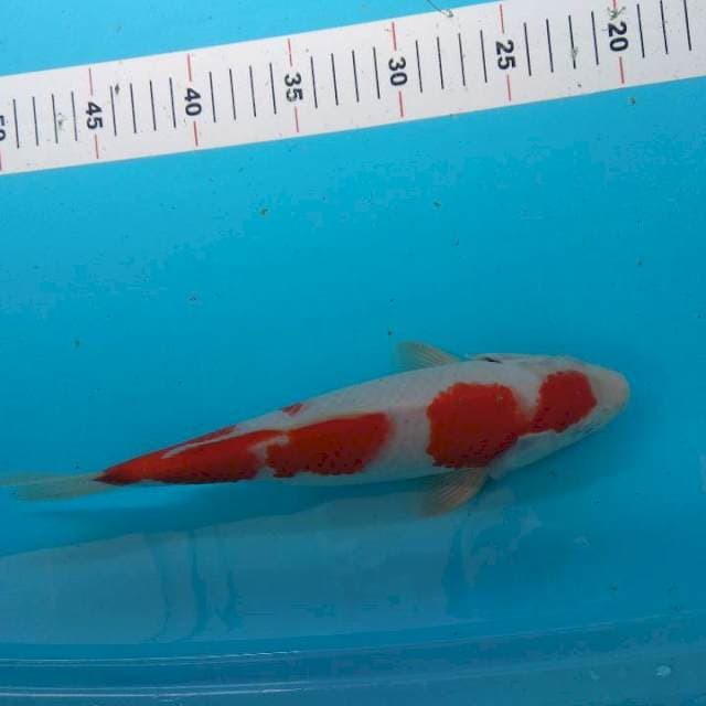 kohaku 28cm