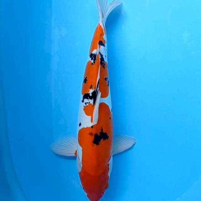 Sanke Doitsu 47,5 cm Menkaburi Strong