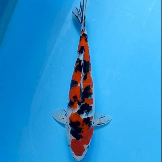 Sanke 34 cm 
