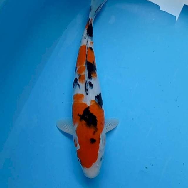 Sanke 31 cm body