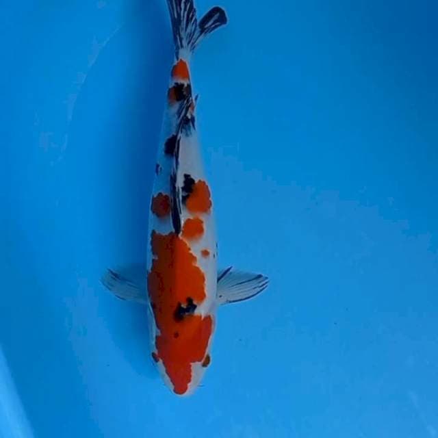 Sanke 35 cm Unik