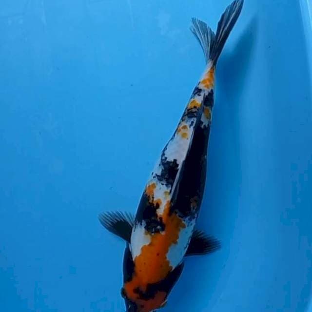 Showa 36 cm body