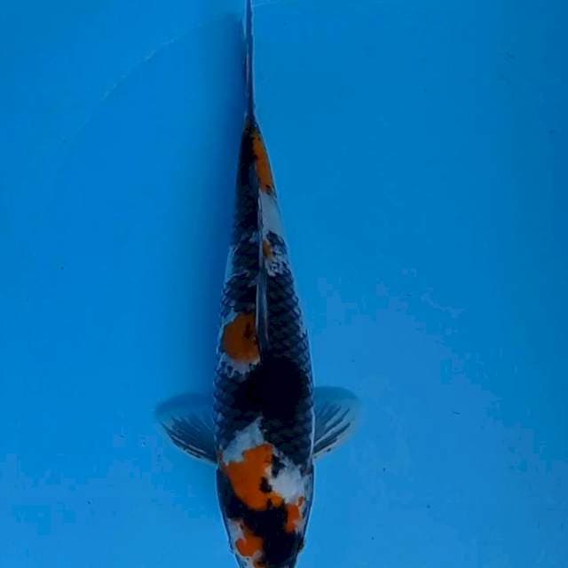 Showa 33 cm