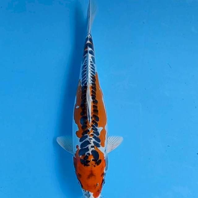 Kujaku Doits 31 cm