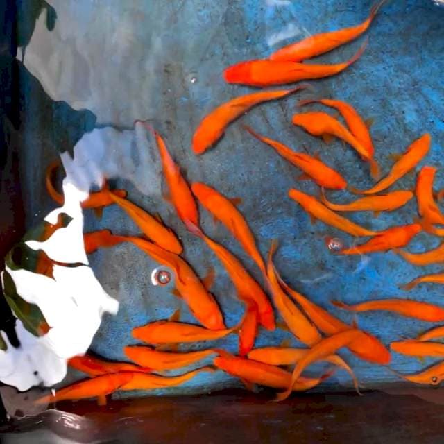 1 RED KARASHI IMPORT MARUDO