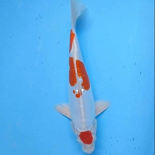 Maruten Kikusui 31cm, dsok dkit dkpala