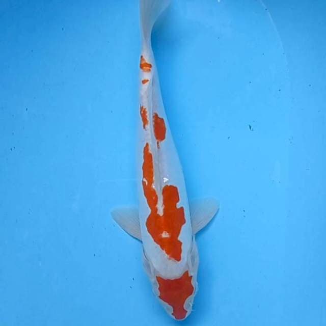 Kohaku Doits Pattern Kepala antik 31,5cm, Ori