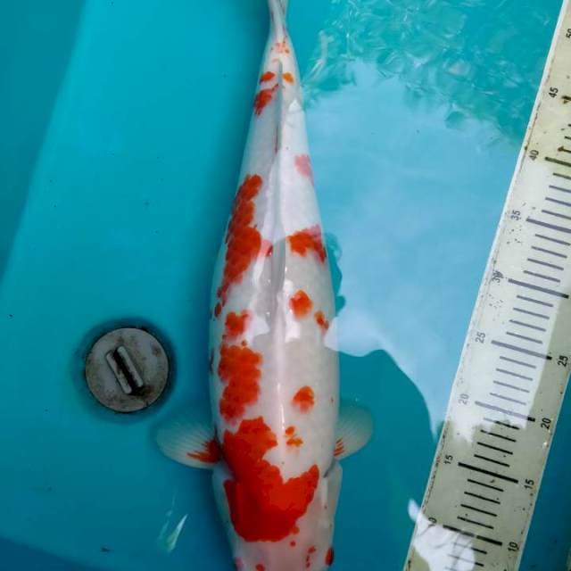Kohaku JUMBO, Female 51 cm