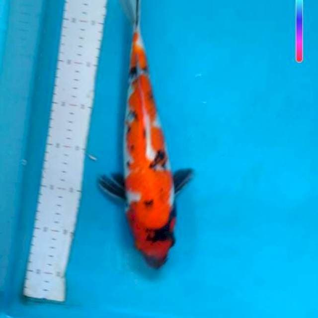 showa 35 cm