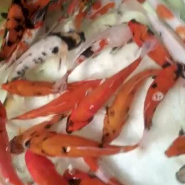 Paket mix showa 35 ekor