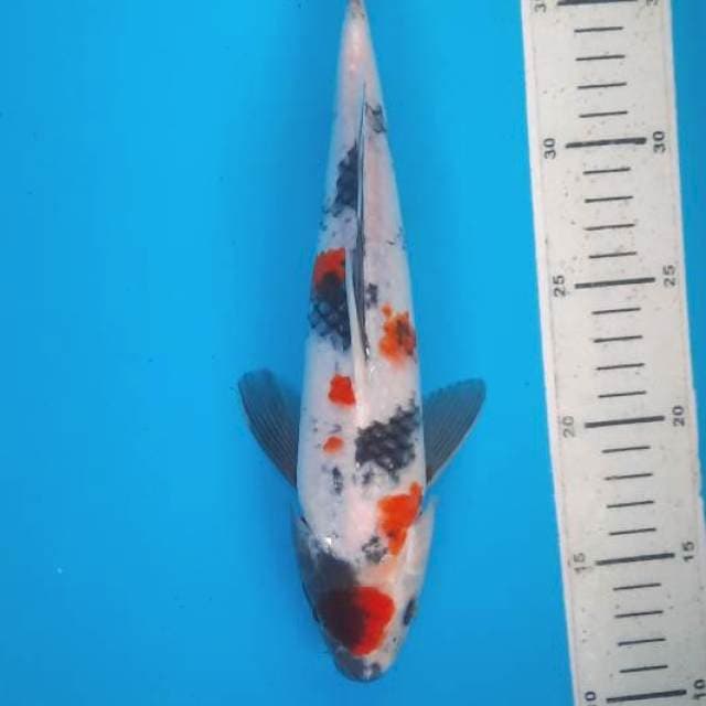 Showa maruten 28cm