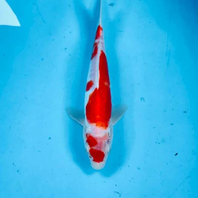 Kohaku doit, 23 cm