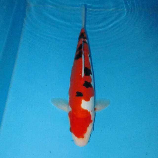 BKS ( DOITSU SANKE 30 CM )