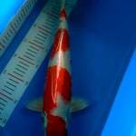 Kohaku red strong 41cm