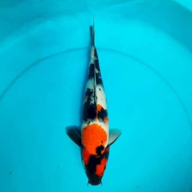 Showa 31cm Male