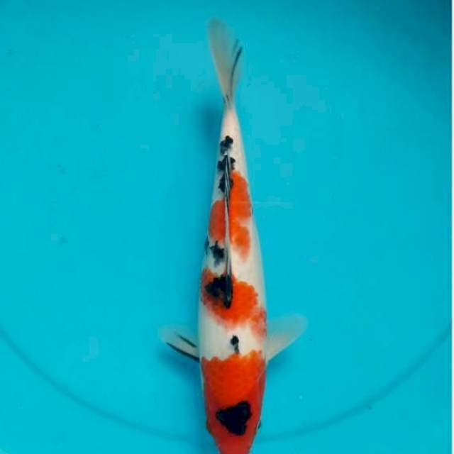 Sanke 28cm Male