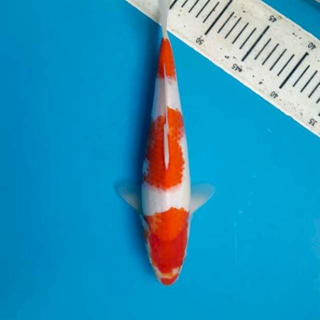 Kohaku ceplok telu 30cm Female
