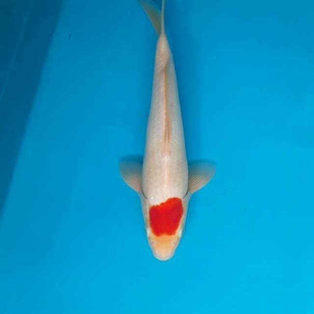 Tancho kohaku 30cm Male