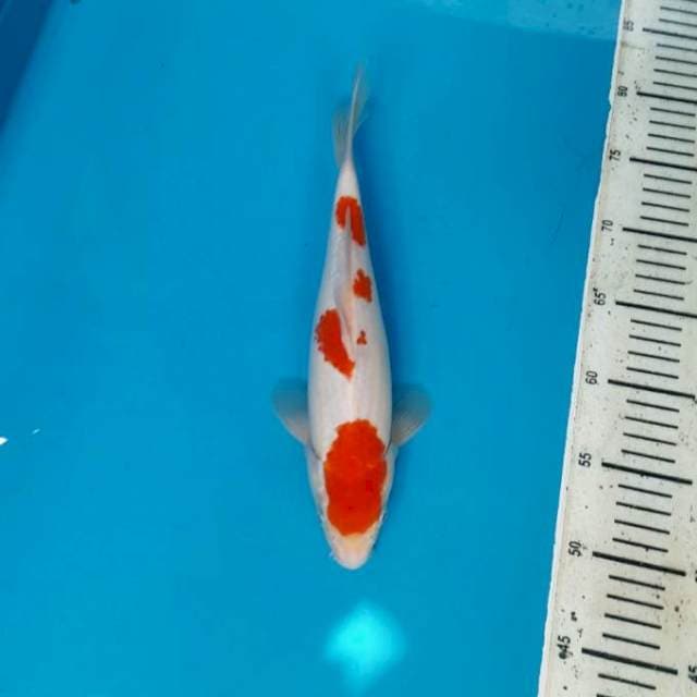 Kohaku 29cm Female