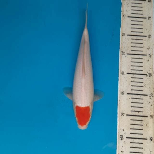 Tancho kohaku 28cm Female