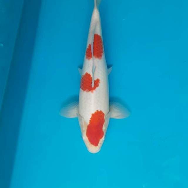 Kohaku bakat jumbo 31cm Female