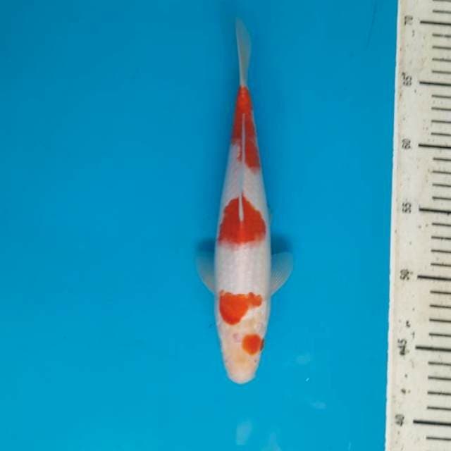 Kohaku 24cm Male