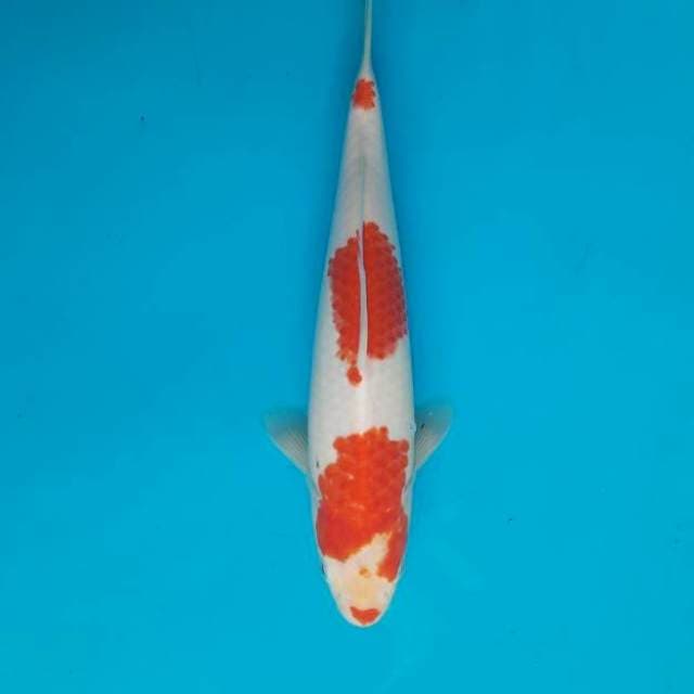 Kohaku 26cm Female